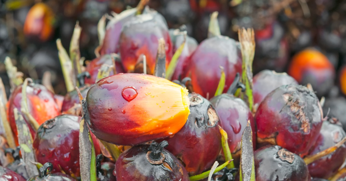Malaysian Palm Oil Prices Projected to Fall in 2023 Asia News